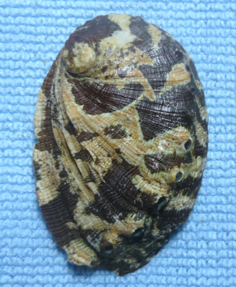 Haliotis tuberculata tuberculata o lamellosa?